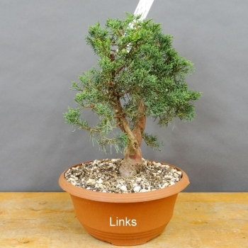 Preview: Juniperus chinensis 'Blaauw'
